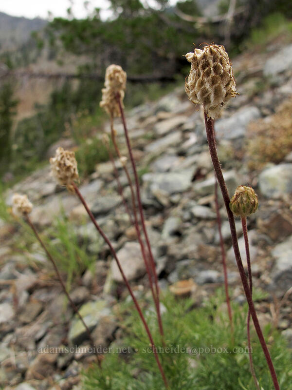 Drummond's anemone seed-heads (Anemone drummondii) [Longs Pass Trail, Wenatchee National Forest, Kittitas County, Washington]