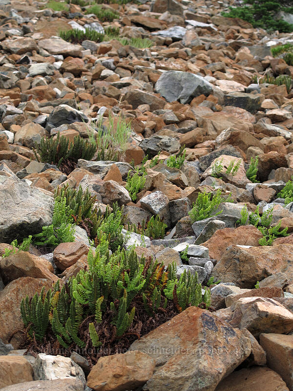 Shasta ferns & maidenhair ferns (Polystichum lemmonii, Adiantum aleuticum) [Longs Pass Trail, Wenatchee National Forest, Kittitas County, Washington]