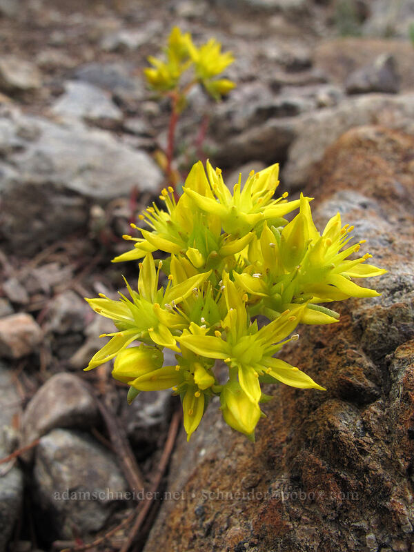 curved-leaf stonecrop (Sedum rupicola (Sedum lanceolatum var. rupicola)) [Longs Pass Trail, Wenatchee National Forest, Kittitas County, Washington]