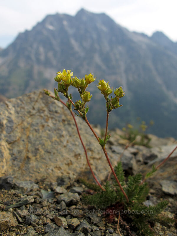 Tweedy's ivesia (Ivesia tweedyi) [Longs Pass-Ingalls Pass Ridge, Alpine Lakes Wilderness, Chelan County, Washington]