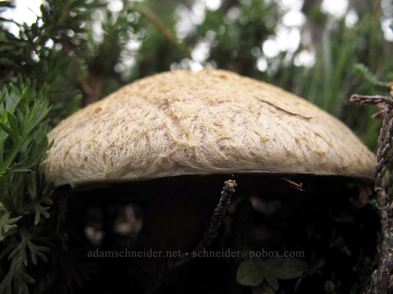 big fuzzy mushroom [Ingalls Way Trail, Alpine Lakes Wilderness, Chelan County, Washington]
