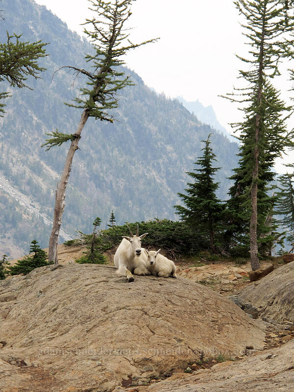 mountain goats (Oreamnos americanus) [Ingalls Way Trail, Alpine Lakes Wilderness, Chelan County, Washington]