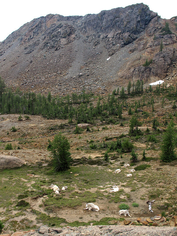 mountain goats (Oreamnos americanus) [Ingalls Way Trail, Alpine Lakes Wilderness, Chelan County, Washington]