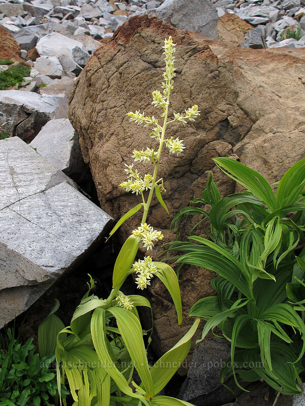 very pale corn lily (Veratrum viride var. eschscholzianum (Veratrum eschscholtzianum)) [Ingalls Way Trail, Alpine Lakes Wilderness, Chelan County, Washington]