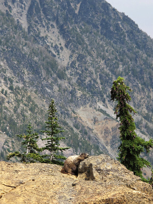 hoary marmot (Marmota caligata) [Ingalls Way Trail (lower), Alpine Lakes Wilderness, Chelan County, Washington]