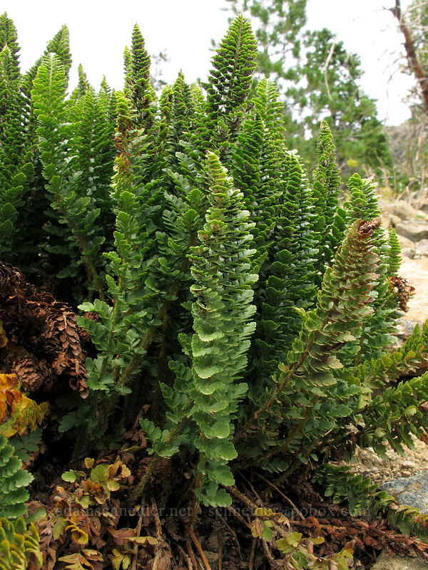 Shasta ferns (Polystichum lemmonii) [Ingalls Way Trail, Wenatchee National Forest, Kittitas County, Washington]