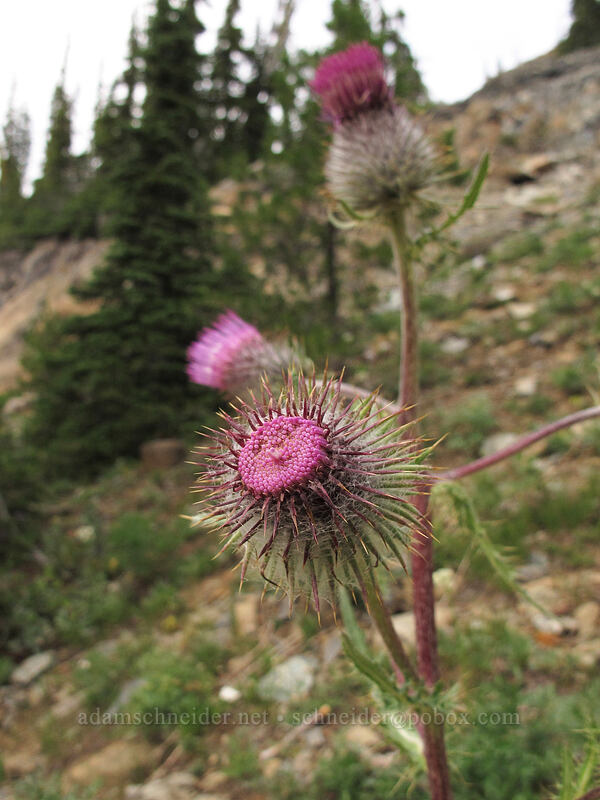 edible thistle (Cirsium edule) [Ingalls Way Trail, Wenatchee National Forest, Kittitas County, Washington]