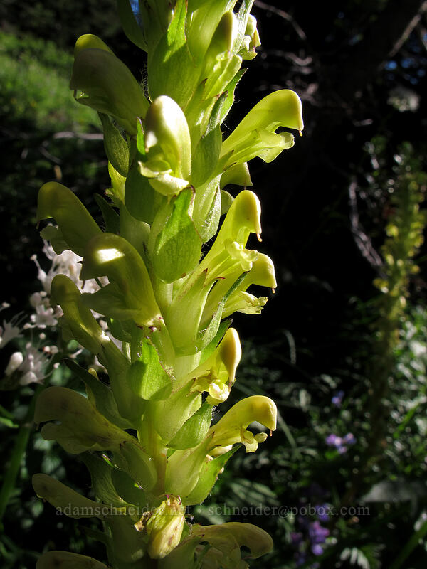 bracted lousewort (Pedicularis bracteosa) [Lakes Trail, Mount Rainier National Park, Lewis County, Washington]
