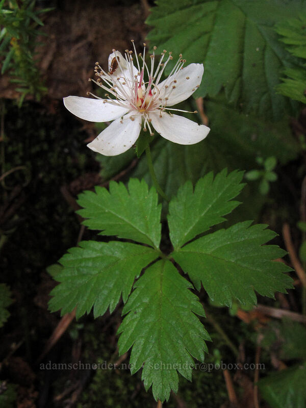 five-leaf bramble (Rubus pedatus) [Lakes Trail, Mount Rainier National Park, Lewis County, Washington]