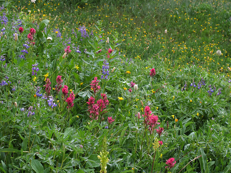 wildflowers [High Lakes Trail, Mount Rainier National Park, Lewis County, Washington]