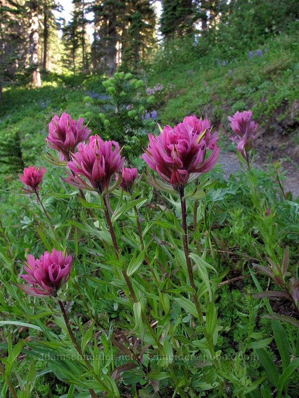 magenta paintbrush (Castilleja parviflora var. oreopola) [Mazama Ridge, Mount Rainier National Park, Lewis County, Washington]