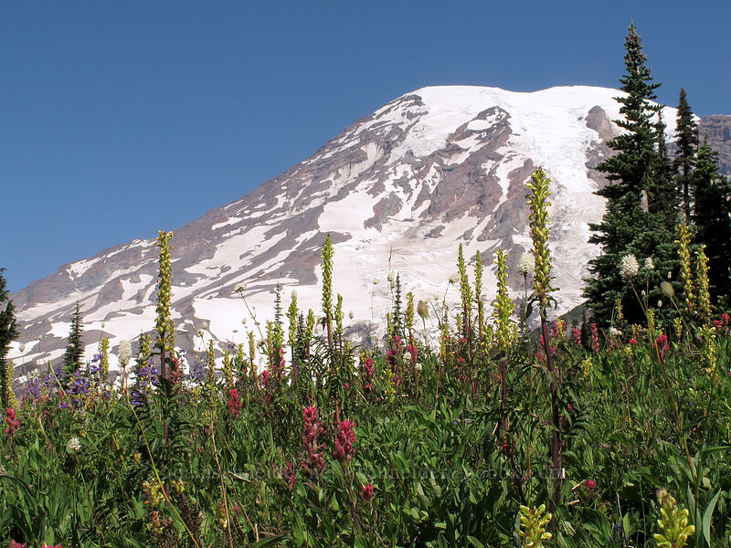 Mt. Rainier & wildflowers [Mazama Ridge, Mount Rainier National Park, Pierce County, Washington]