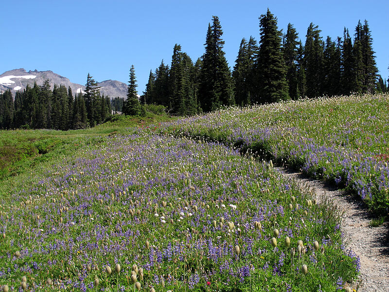 trail through wildflowers (Lupinus latifolius, Anemone occidentalis, Polygonum bistortoides) [Mazama Ridge, Mount Rainier National Park, Pierce County, Washington]