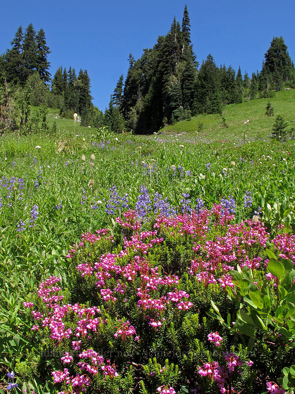 heather & lupines (Phyllodoce empetriformis, Lupinus latifolius) [Skyline Trail, Mount Rainier National Park, Pierce County, Washington]