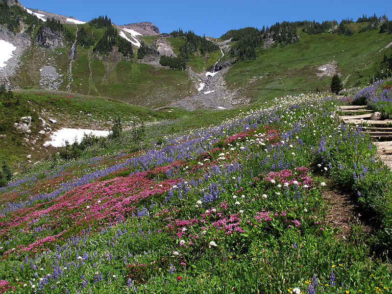 cliffs & wildflowers [Golden Gate Trail, Mount Rainier National Park, Pierce County, Washington]