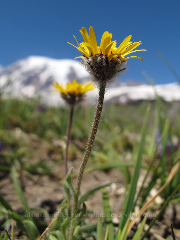 golden fleabane (Erigeron aureus) [Skyline Trail, Mount Rainier National Park, Pierce County, Washington]