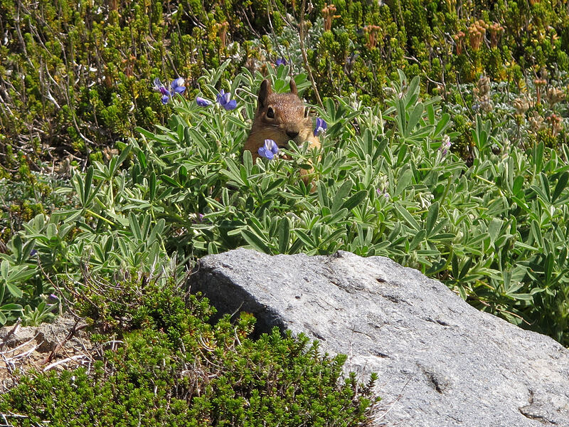 golden-mantled ground squirrel, eating lupines (Callospermophilus saturatus (Spermophilus saturatus), Lupinus sp.) [Pebble Creek Trail, Mount Rainier National Park, Pierce County, Washington]