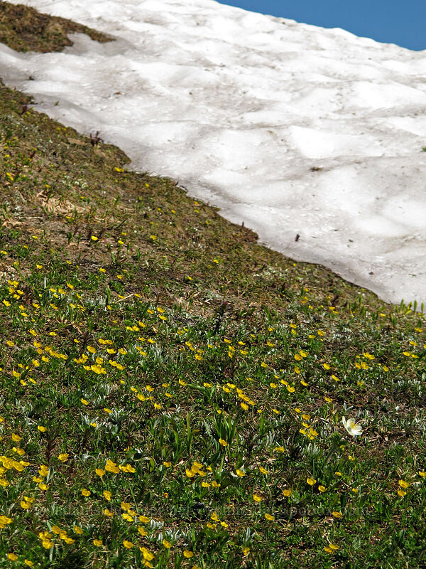snowfield & cinquefoil (and a pasqueflower) (Potentilla flabellifolia) [Deadhorse Creek Trail, Mount Rainier National Park, Pierce County, Washington]