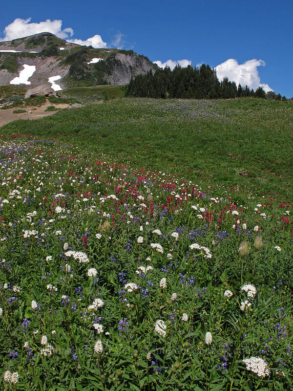 wildflower meadow [Deadhorse Creek Trail, Mount Rainier National Park, Pierce County, Washington]