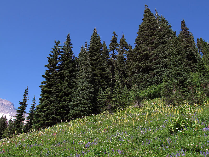 lousewort-filled meadow (Pedicularis bracteosa) [Skyline Trail, Mount Rainier National Park, Pierce County, Washington]