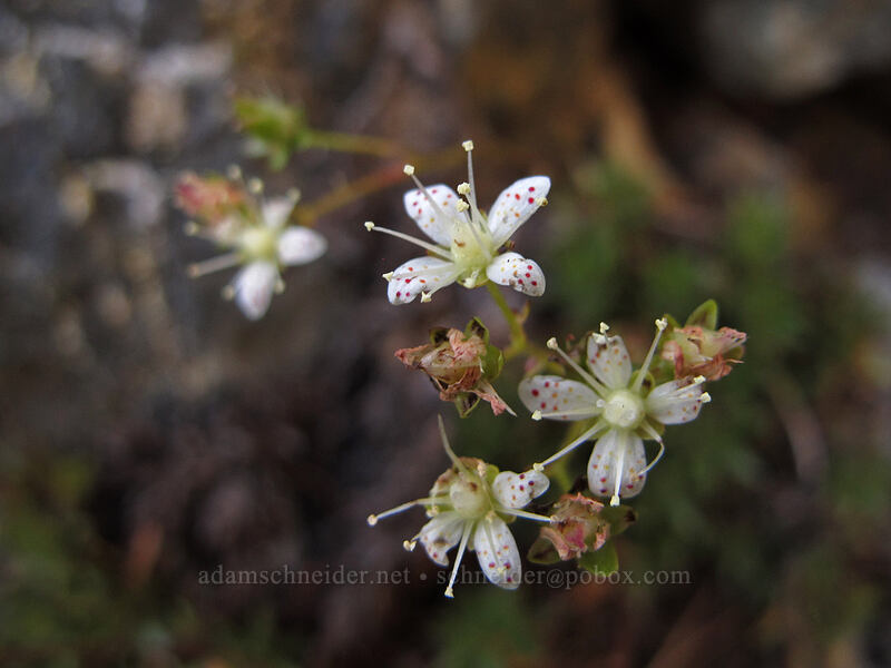 spotted saxifrage (Saxifraga bronchialis ssp. austromontana (Saxifraga austromontana)) [Pinnacle Peak, Mount Rainier National Park, Lewis County, Washington]