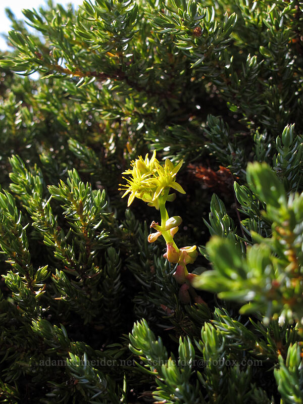 stonecrop & juniper (Sedum divergens, Juniperus communis) [Pinnacle Peak, Mount Rainier National Park, Lewis County, Washington]