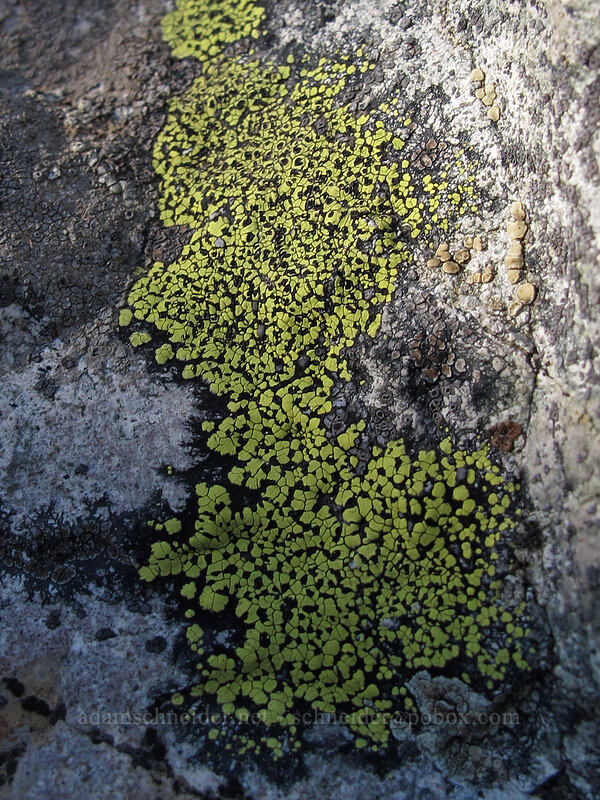 lichen [Pinnacle Peak, Mount Rainier National Park, Lewis County, Washington]