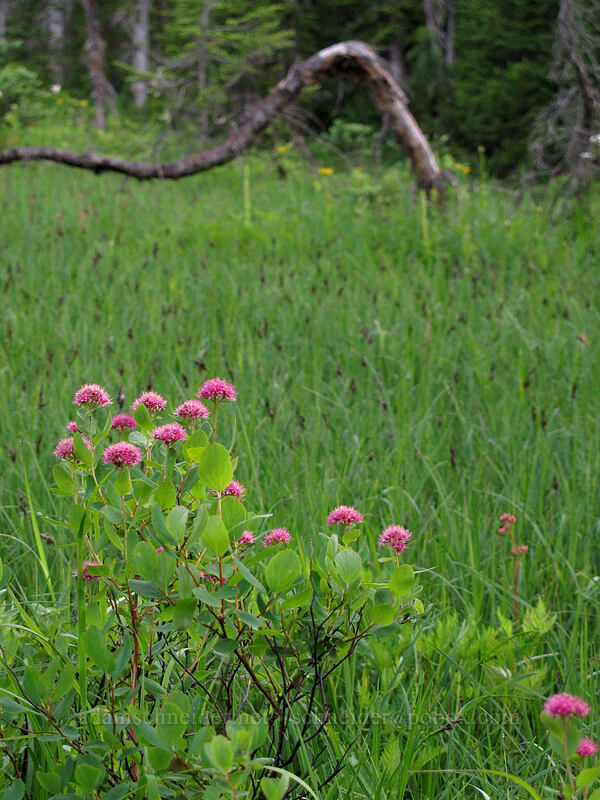 subalpine spirea (Spiraea splendens (Spiraea densiflora)) [Pinnacle Peak Trail, Mount Rainier National Park, Lewis County, Washington]