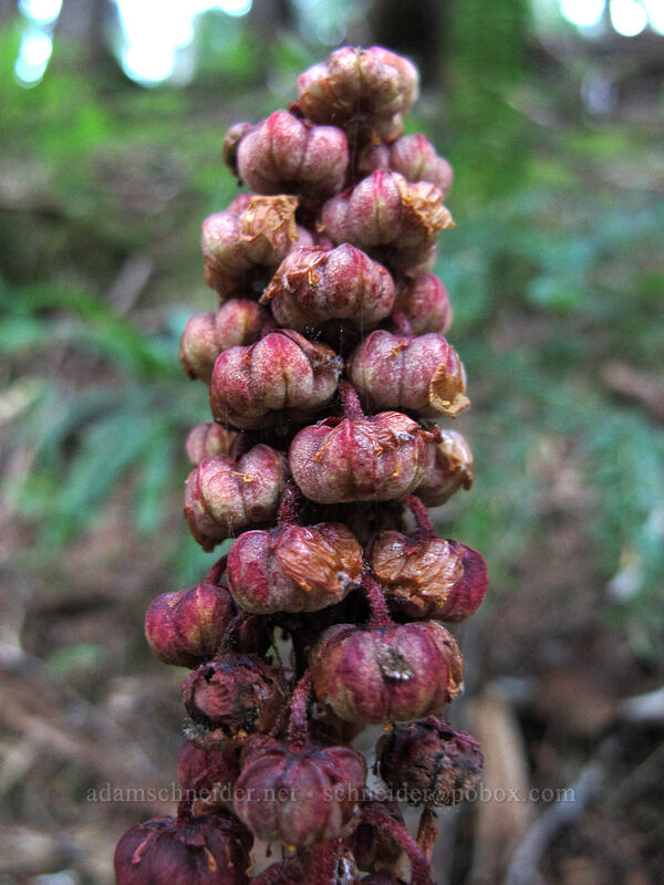 pinedrops (Pterospora andromedea) [Monte Cristo Trail, Mt. Baker-Snoqualmie National Forest, Snohomish County, Washington]