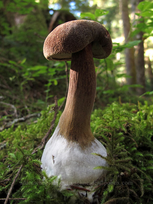 mushroom [Weden Creek Trail, Mt. Baker-Snoqualmie National Forest, Snohomish County, Washington]