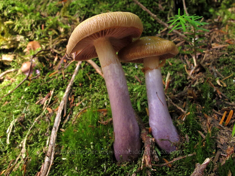 mushrooms [Weden Creek Trail, Mt. Baker-Snoqualmie National Forest, Snohomish County, Washington]