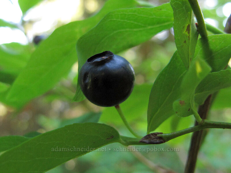 black huckleberry (Vaccinium membranaceum) [Weden Creek Trail, Morning Star NRCA, Snohomish County, Washington]
