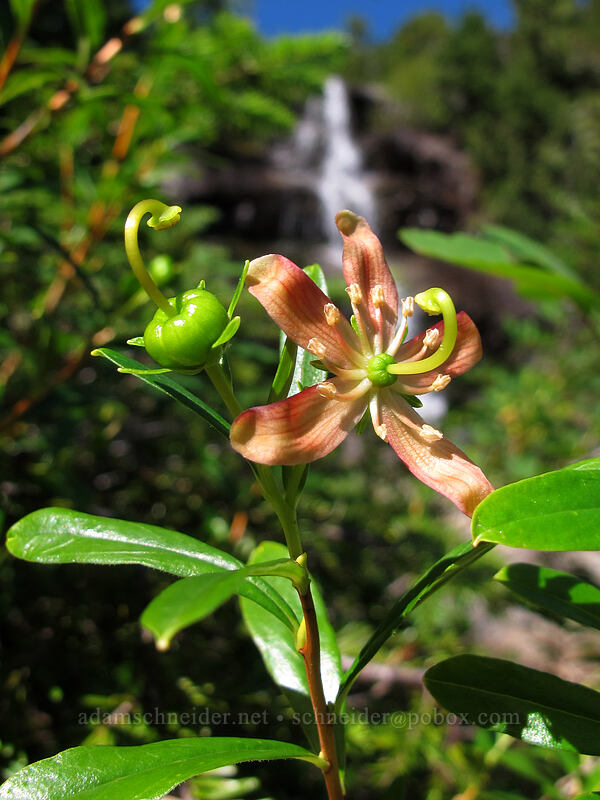 copperbush (Elliottia pyroliflora (Cladothamnus pyroliflorus)) [Weden Creek Trail, Morning Star NRCA, Snohomish County, Washington]