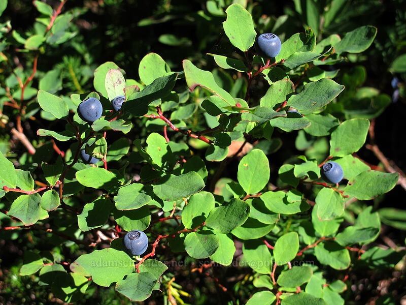 oval-leaf blueberries (Vaccinium ovalifolium) [Weden Creek Trail, Morning Star NRCA, Snohomish County, Washington]