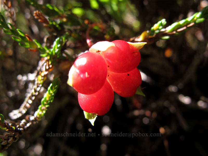 snow raspberry (Rubus nivalis) [Weden Creek Trail, Morning Star NRCA, Snohomish County, Washington]