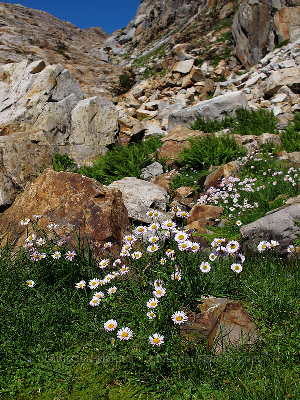 subalpine fleabane (Erigeron glacialis var. glacialis) [Gothic Basin, Morning Star NRCA, Snohomish County, Washington]