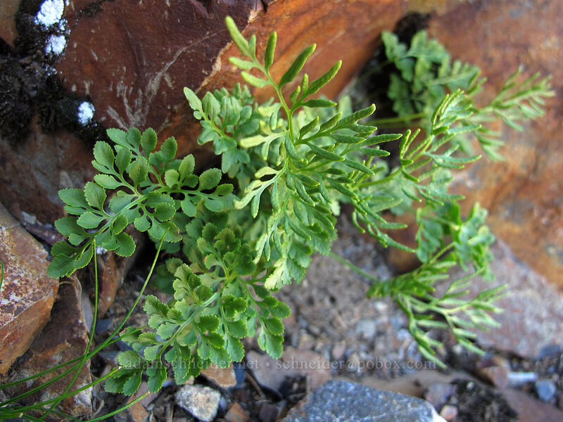 parsley fern (Cryptogramma acrostichoides) [Gothic Peak, Morning Star NRCA, Snohomish County, Washington]