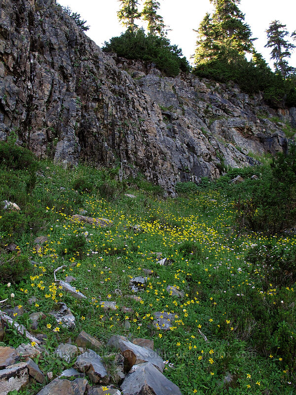 arnica (Arnica sp.) [Weden Creek Trail, Morning Star NRCA, Snohomish County, Washington]