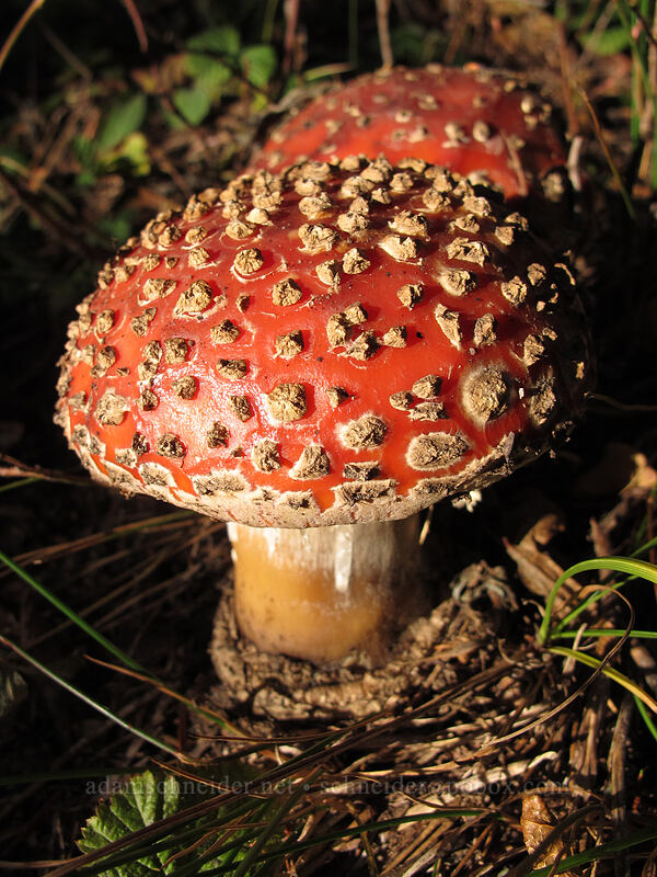 mushrooms (Amanita muscaria) [Cultus Creek Trail, Indian Heaven Wilderness, Skamania County, Washington]