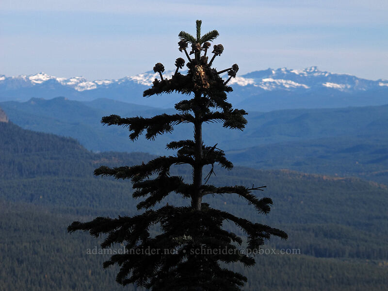 fir tree & Goat Rocks (Abies sp.) [Bird Mountain, Indian Heaven Wilderness, Skamania County, Washington]