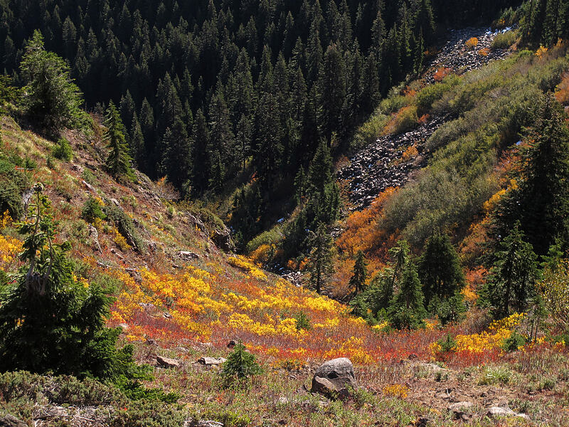 fall colors [Bird Mountain, Peak 5568, Indian Heaven Wilderness, Skamania County, Washington]