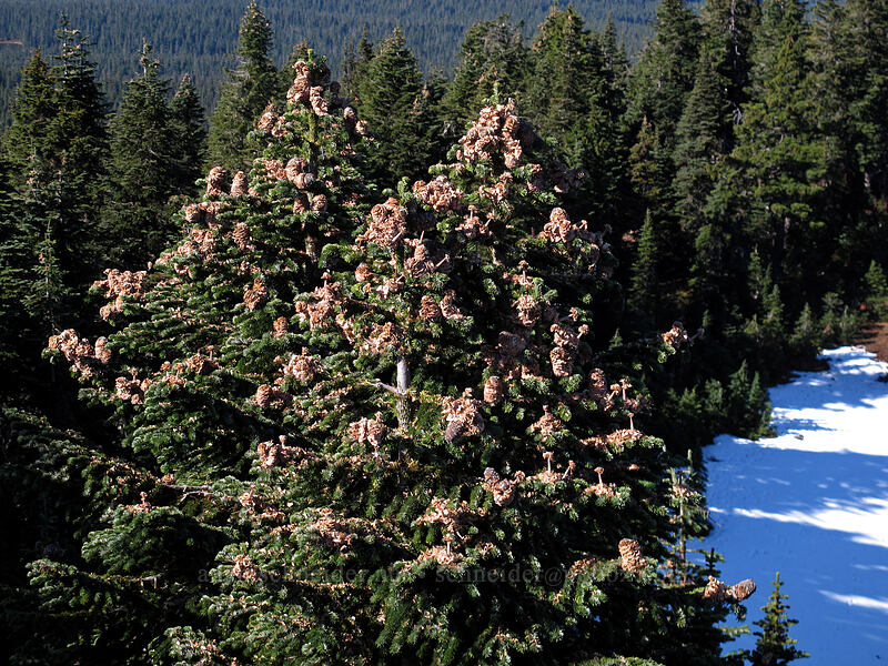 fir trees full of cones (Abies sp.) [Bird Mountain, Peak 5618, Indian Heaven Wilderness, Skamania County, Washington]