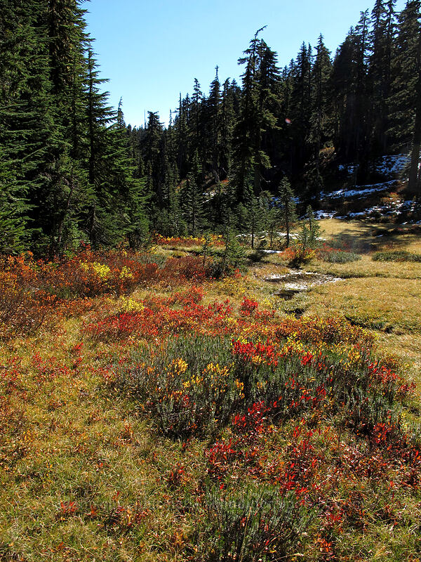 fall colors in a meadow [Bird Mountain, Indian Heaven Wilderness, Skamania County, Washington]