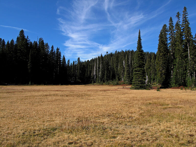 big flat meadow [Indian Heaven Trail, Indian Heaven Wilderness, Skamania County, Washington]