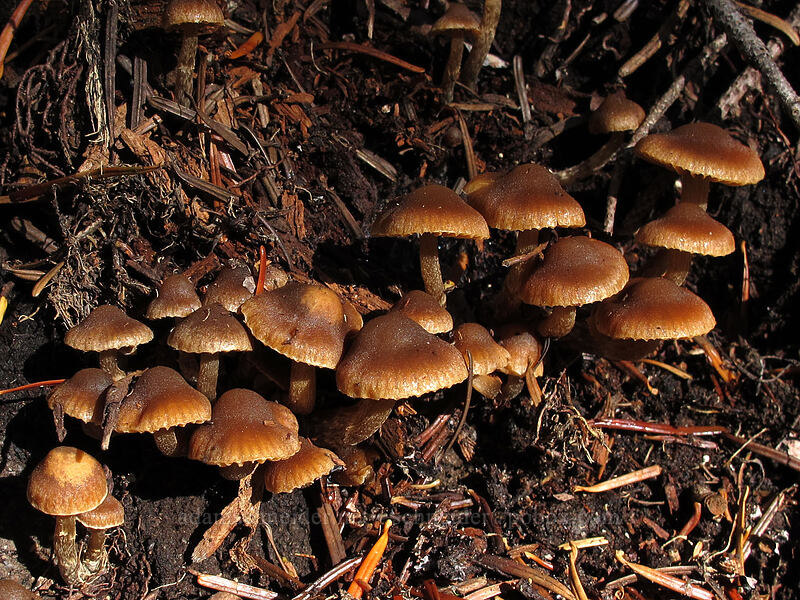 mushrooms [Indian Heaven Trail, Indian Heaven Wilderness, Skamania County, Washington]