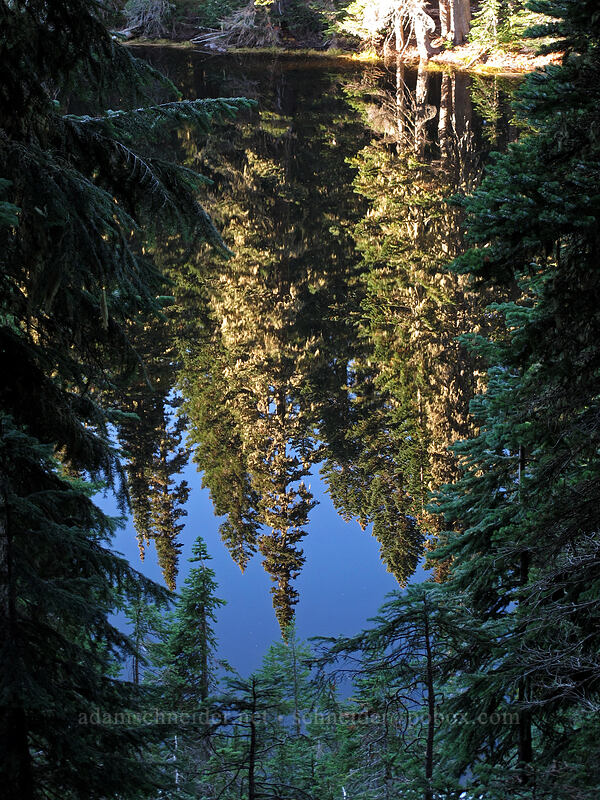 fir trees, reflected [Pacific Crest Trail, Indian Heaven Wilderness, Skamania County, Washington]