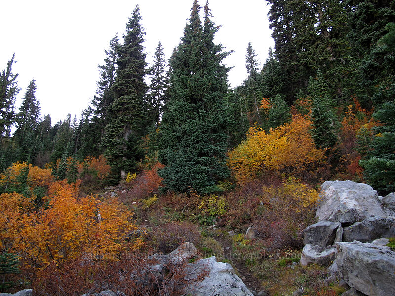 colorful mountain-ashes (Sorbus sitchensis) [Cultus Creek Trail, Indian Heaven Wilderness, Skamania County, Washington]