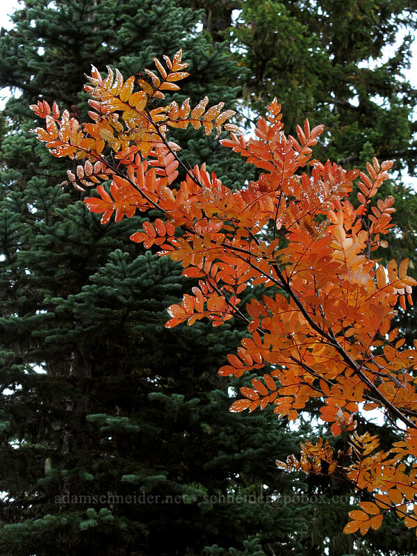 Sitka mountain-ash leaves (Sorbus sitchensis) [Cultus Creek Trail, Indian Heaven Wilderness, Skamania County, Washington]
