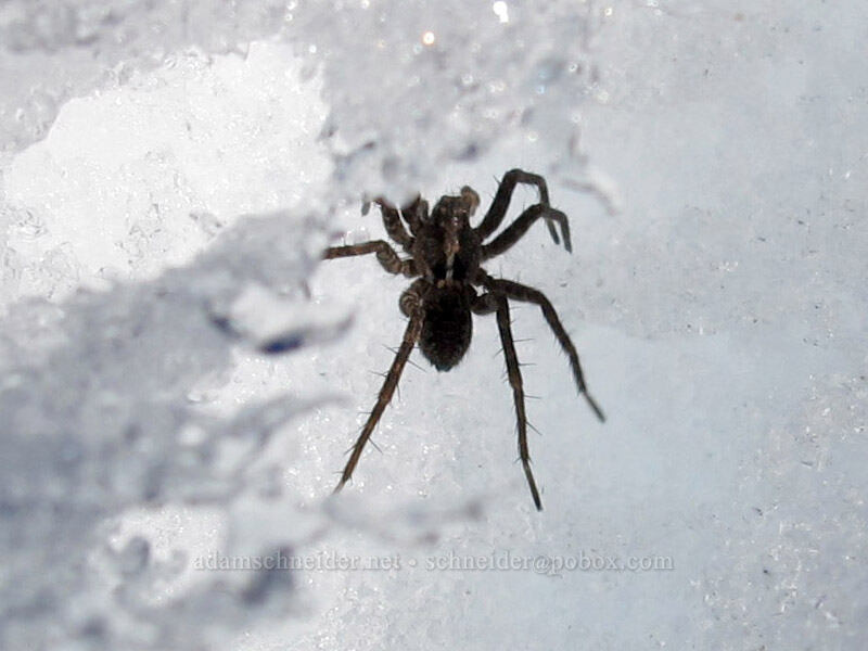 snow-dwelling wolf spider (Pardosa sp.) [above Zigzag Canyon, Mt. Hood Wilderness, Clackamas County, Oregon]