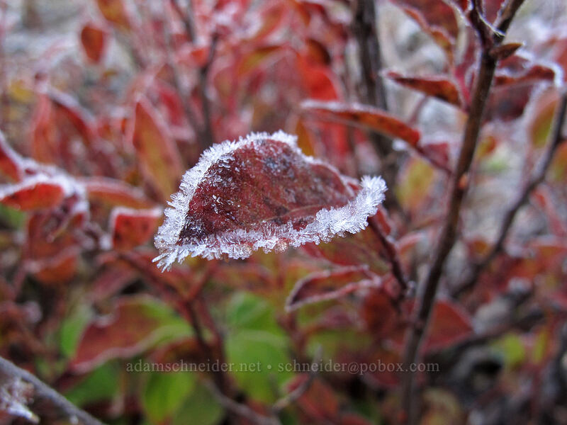 frost on huckleberry leaves (Vaccinium sp.) [Norway Pass Trailhead, Gifford Pinchot National Forest, Skamania County, Washington]